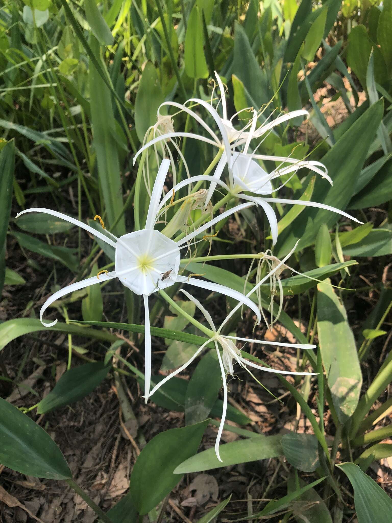 Image of Choctaw spiderlily