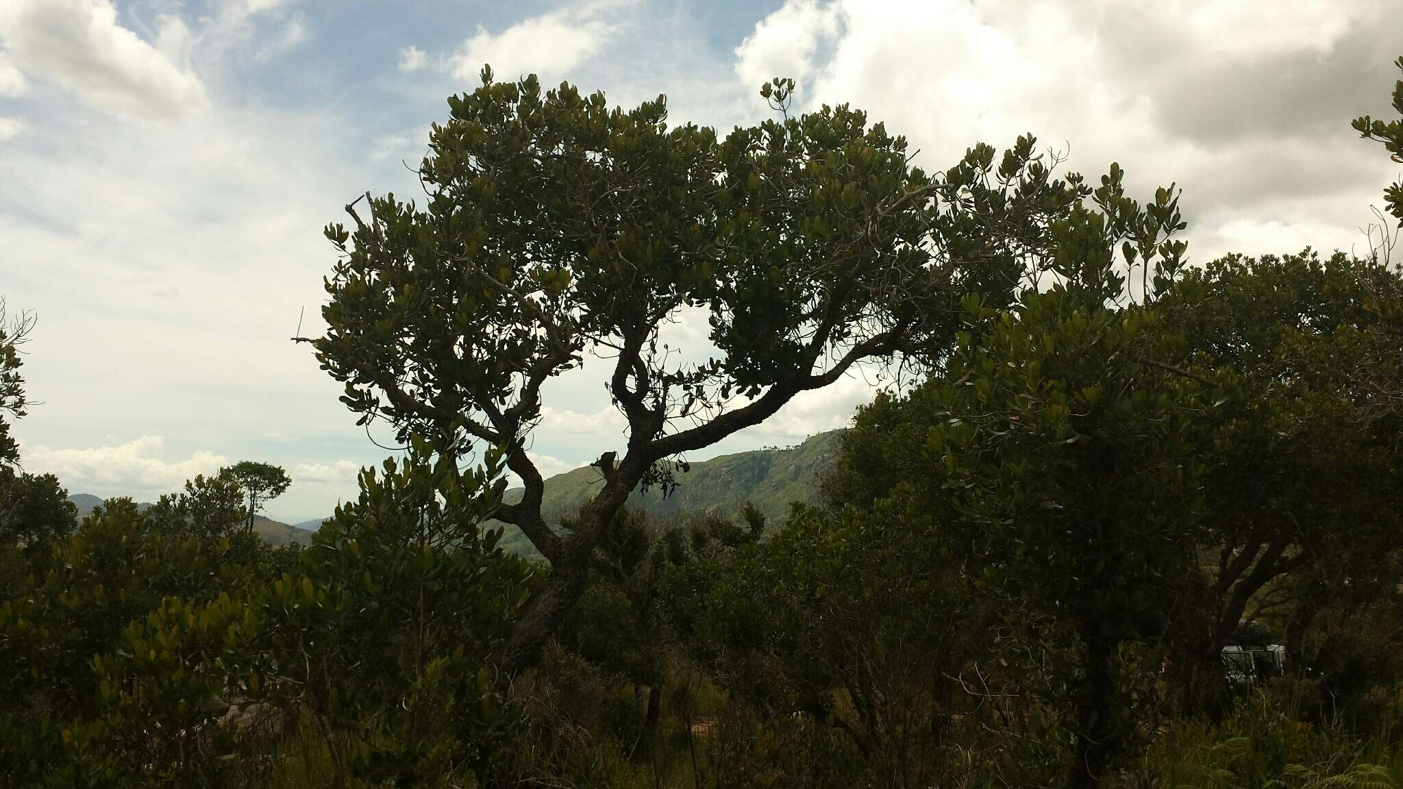 Image of Tapia tree