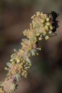 Image of Atriplex glauca subsp. mauritanica (Boiss. & Reut.) Dobignard