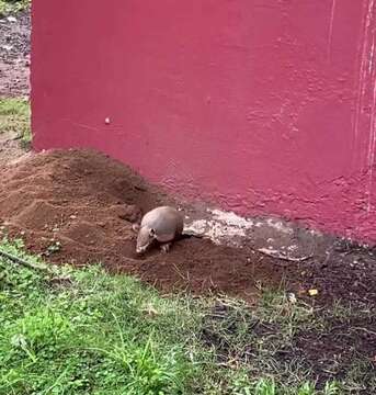 Image of naked-tailed armadillos