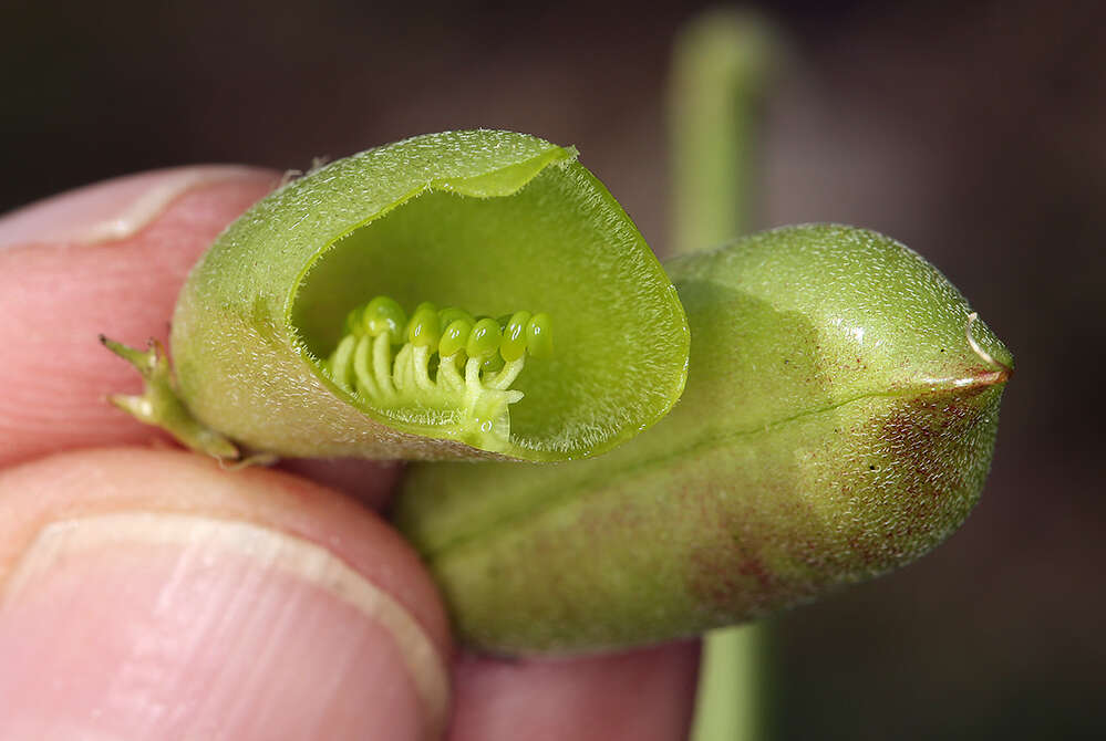 Astragalus douglasii var. douglasii resmi