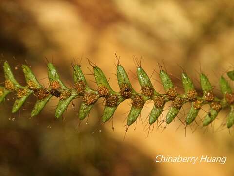 Image of Micropolypodium okuboi (Yatabe) Hayata