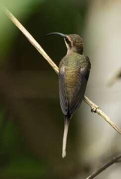 Image of Long-tailed Hermit