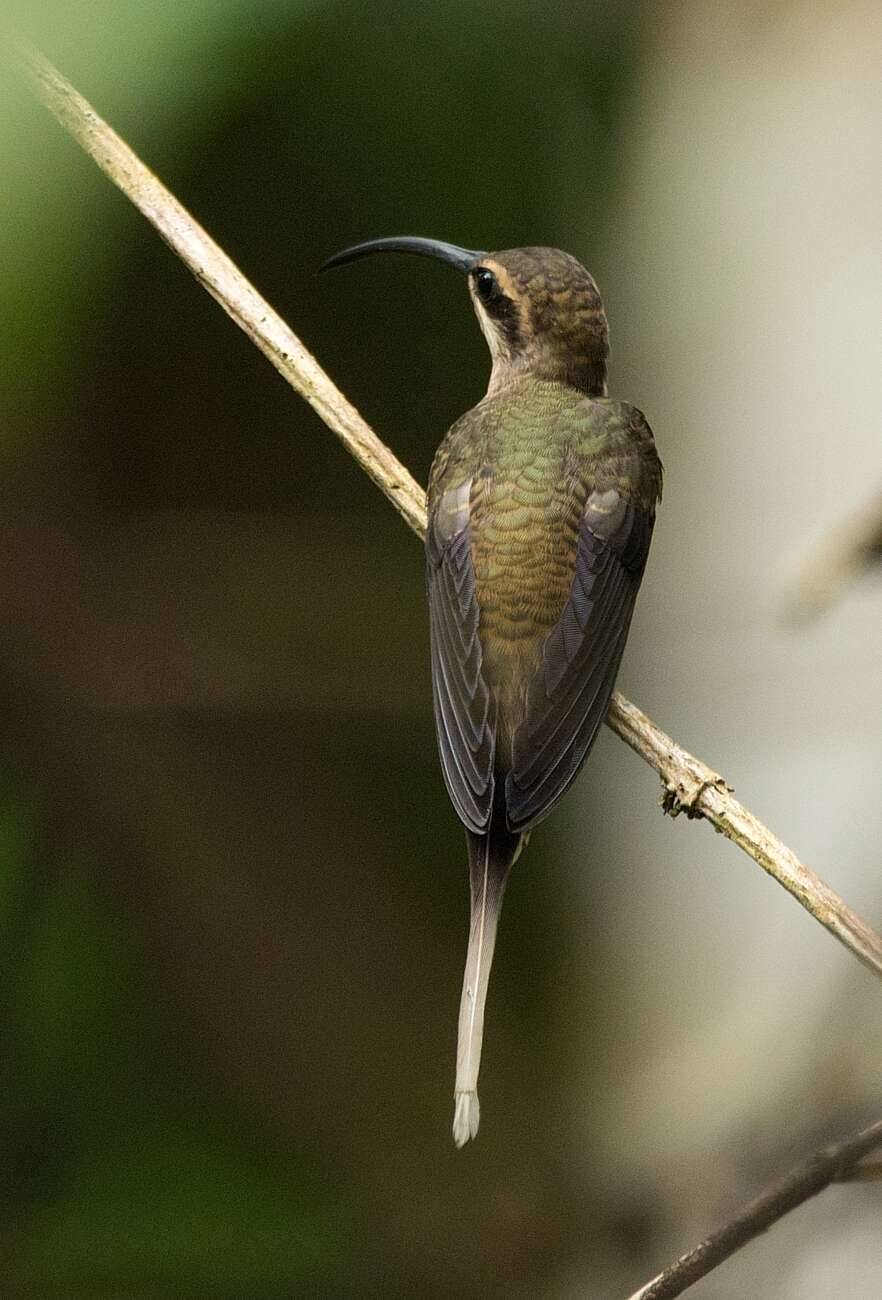 Phaethornis superciliosus (Linnaeus 1766) resmi