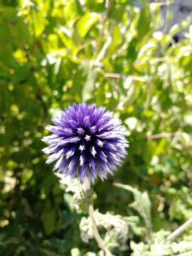 Image of Echinops bannaticus Rochel ex Schrad.