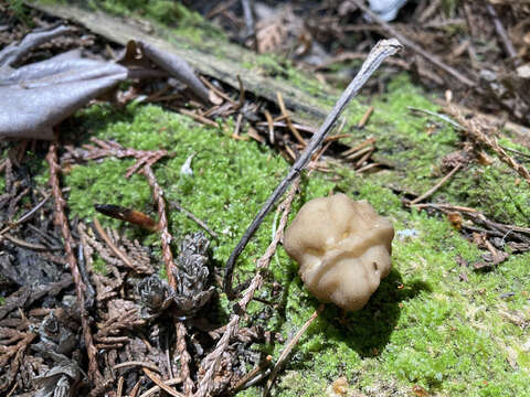 Image de Gyromitra californica (W. Phillips) Raitv. 1965