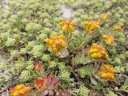 Image of Euphorbia antilibanotica Mouterde