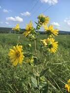 Silphium integrifolium var. laeve Torr. & A. Gray resmi