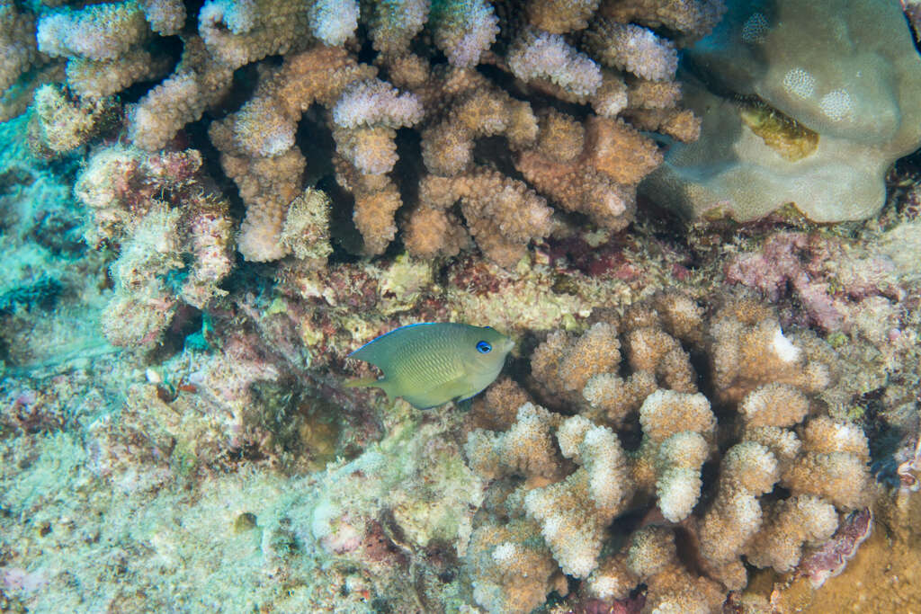 Image of Johnston Island Damsel