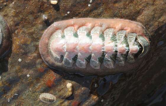 Image of Callistochiton decoratus Carpenter