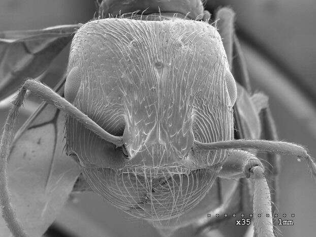 Plancia ëd Pogonomyrmex anzensis Cole 1968