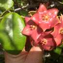 Hoya imperialis Lindl. resmi