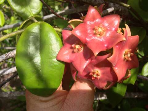 Image of Hoya imperialis Lindl.