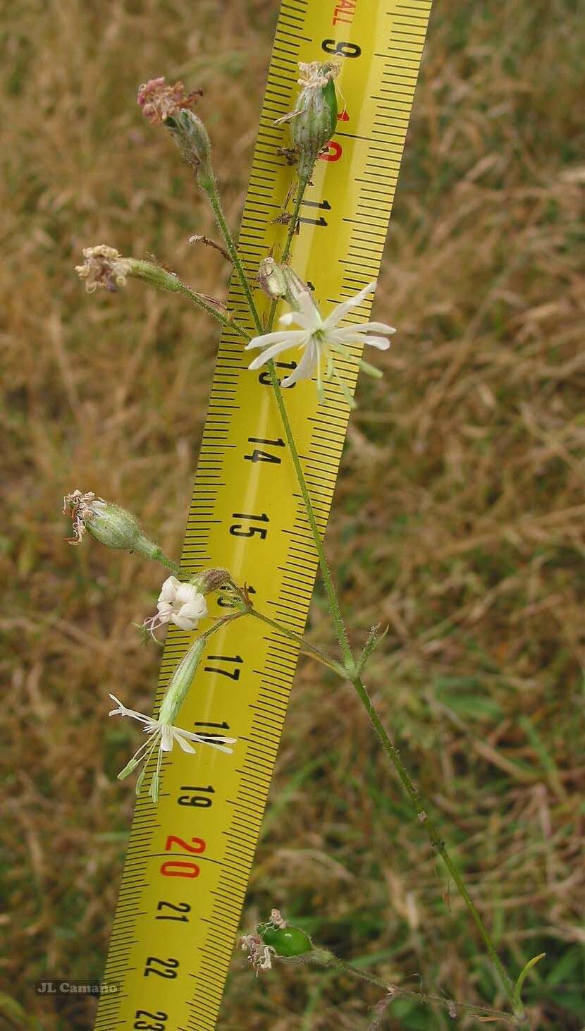 Image de Silene nutans subsp. nutans