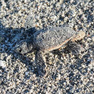 Image of Loggerhead sea turtles