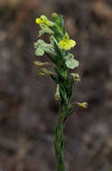 Plancia ëd Macrosyringion glutinosum (M. Bieb.) Rothm.