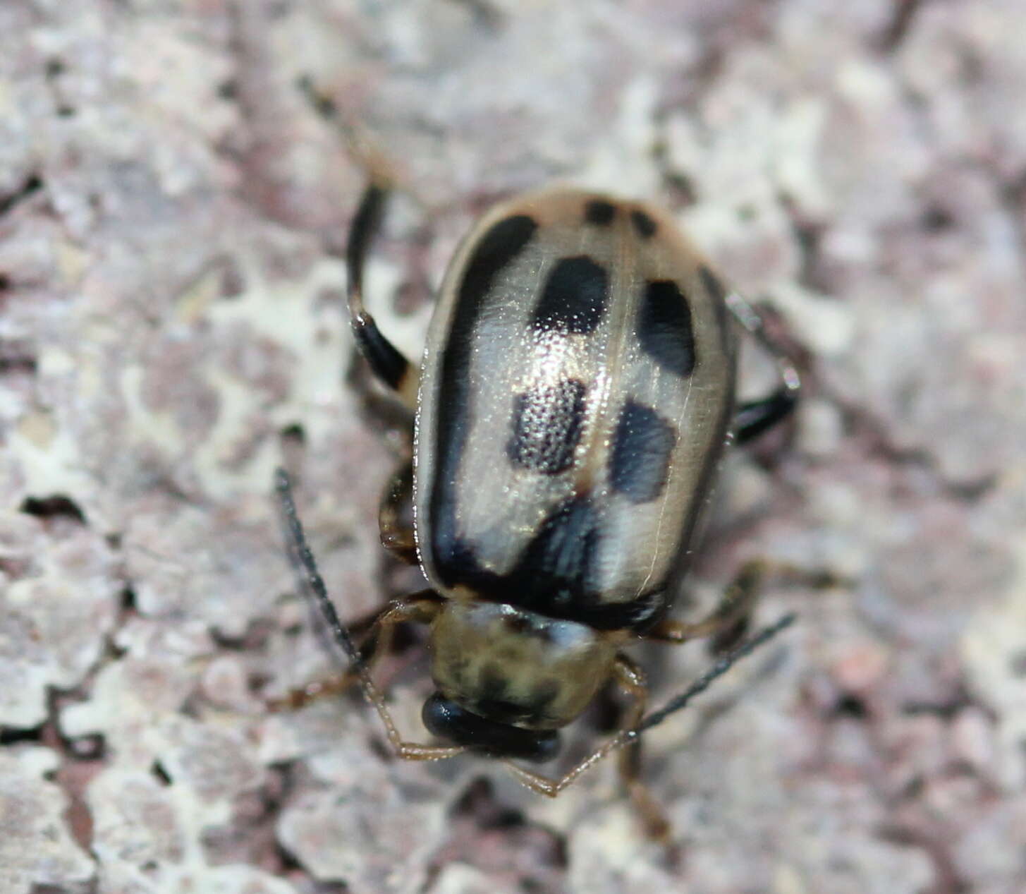 Sivun Cerotoma trifurcata (Forster 1771) kuva