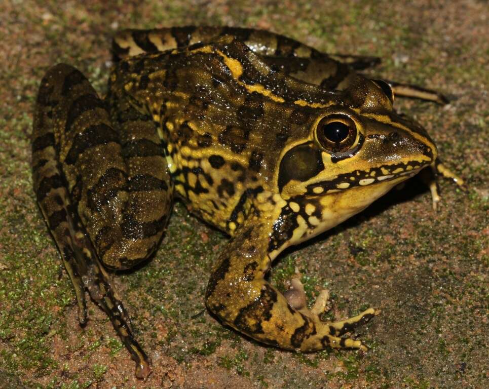 Image of Angola Frog