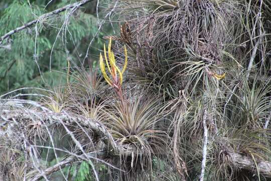 Image of Tillandsia inopinata Espejo, López-Ferr. & W. Till