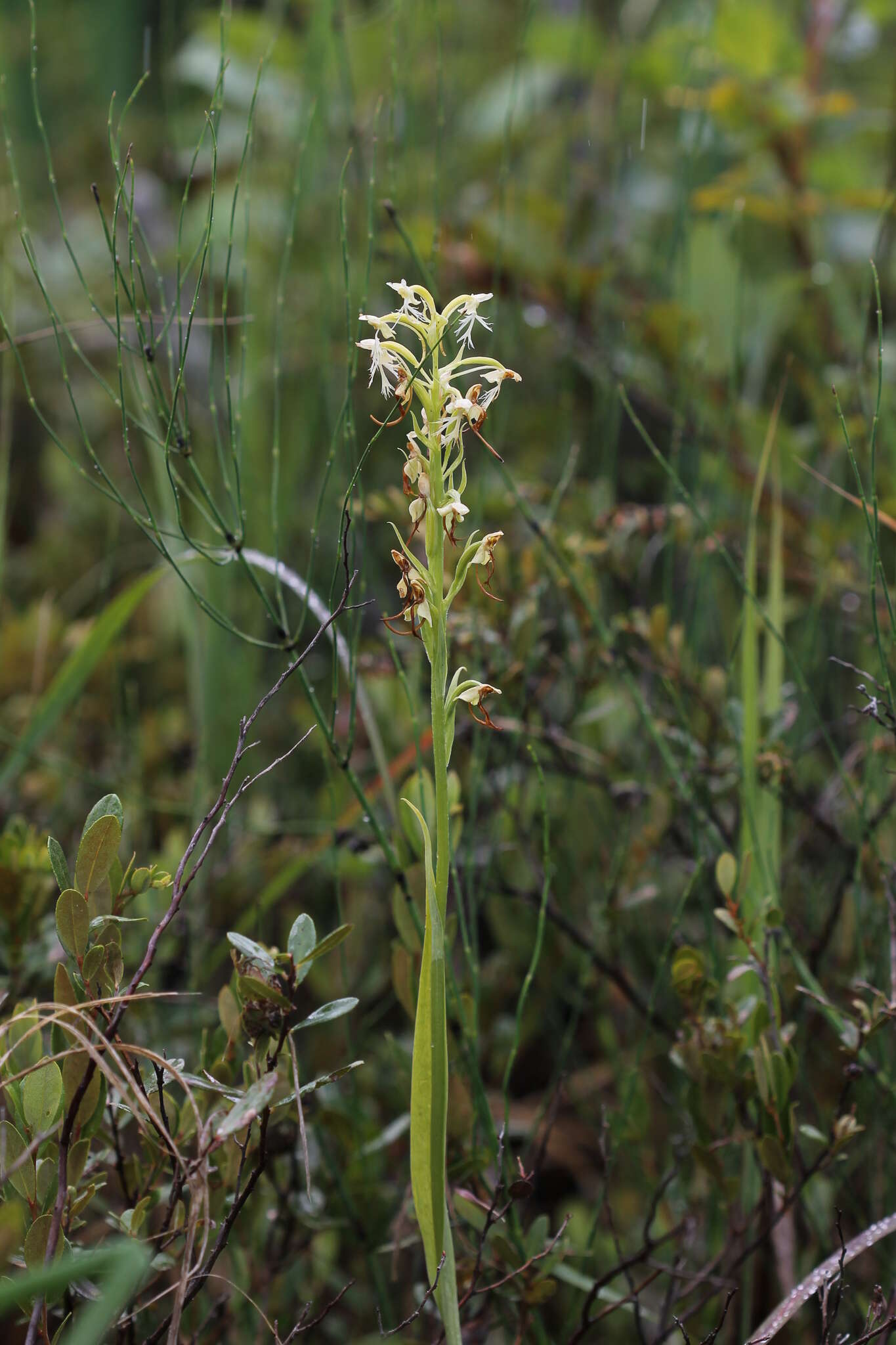 Слика од Platanthera lacera (Michx.) G. Don