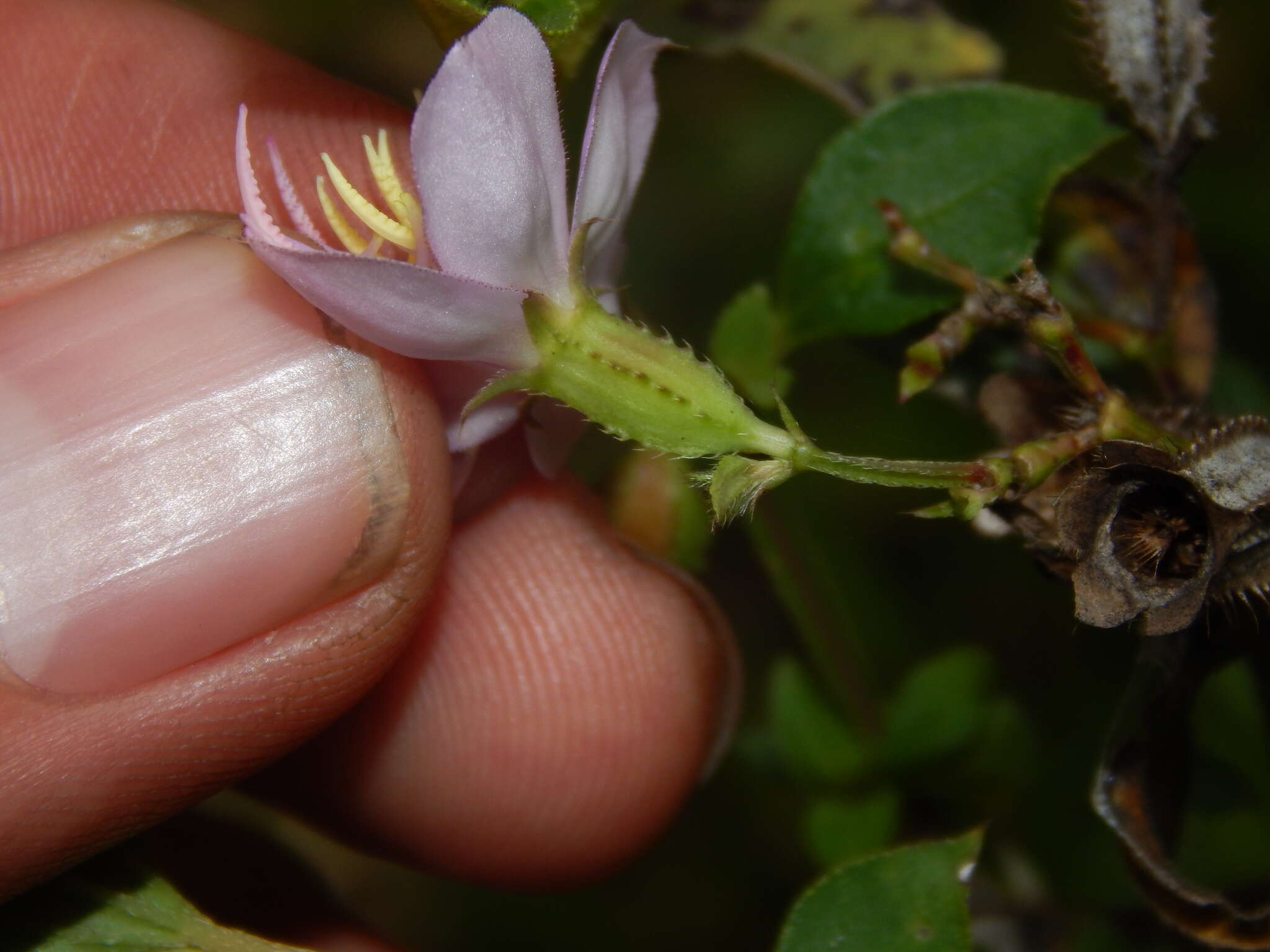 Pterogastra divaricata (Bonpl.) Naud.的圖片