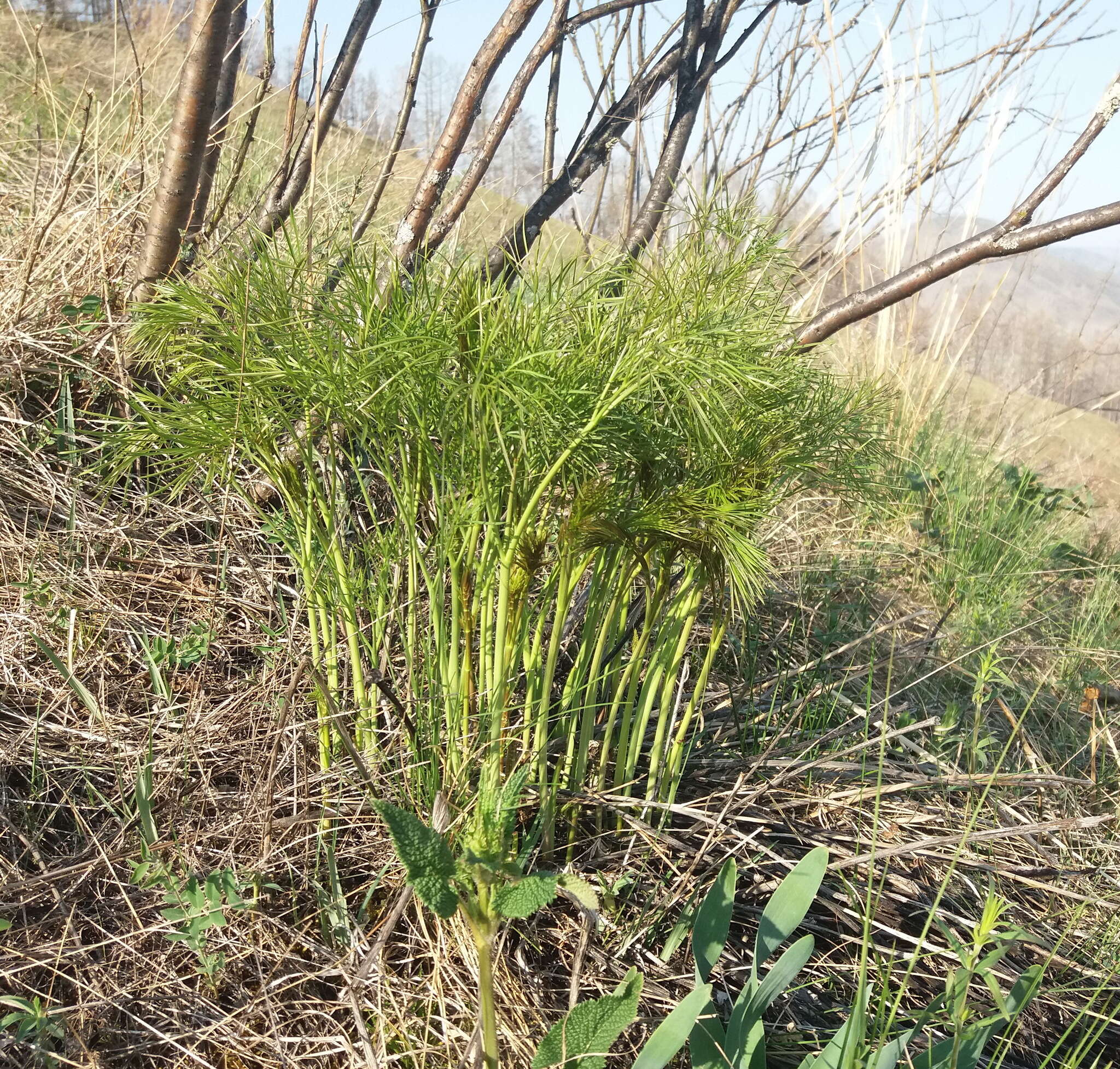 Слика од Peucedanum morisonii Besser