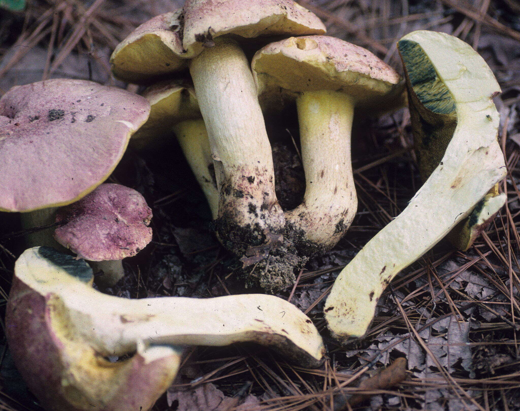 Butyriboletus pseudoregius (Heinr. Huber) D. Arora & J. L. Frank 2014 resmi