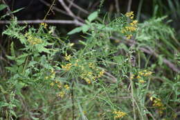 Plancia ëd Euthamia gymnospermoides Greene