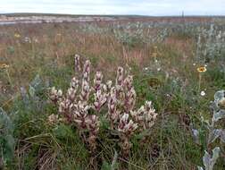 Image of Castilleja arctica Krylov & Sergievsk.