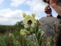 Image of white henbane