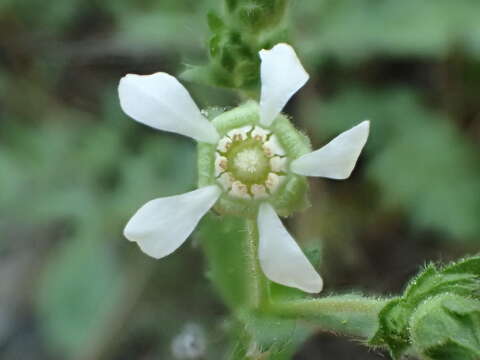 Image of wedgeleaf horkelia