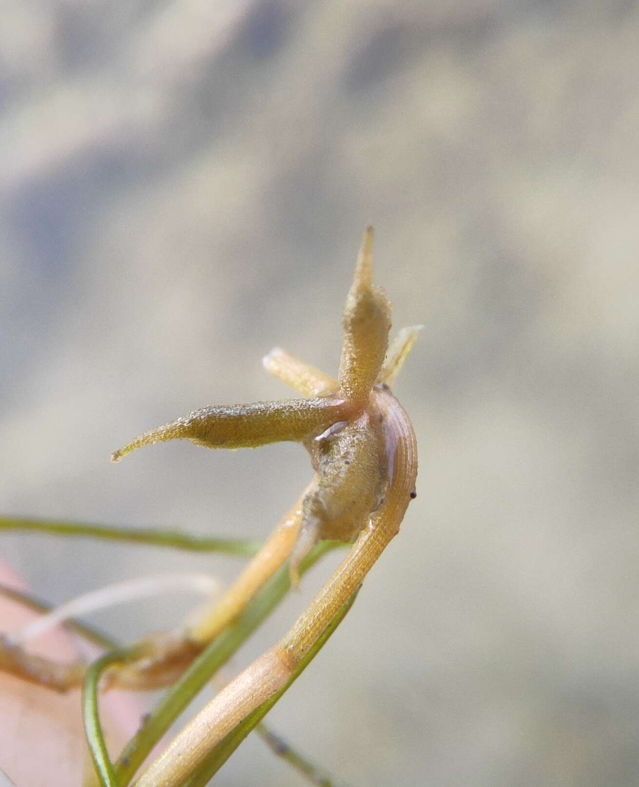 Image of Zannichellia palustris subsp. palustris