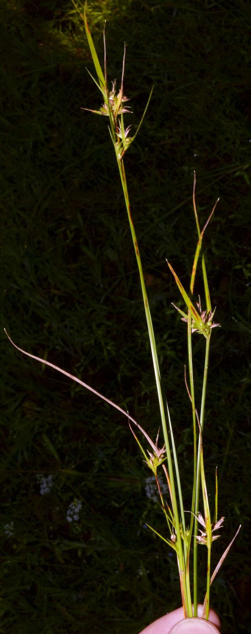 Scleria pauciflora Muhl. ex Willd. resmi