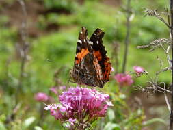 Image of Vanessa vulcania Godart 1819