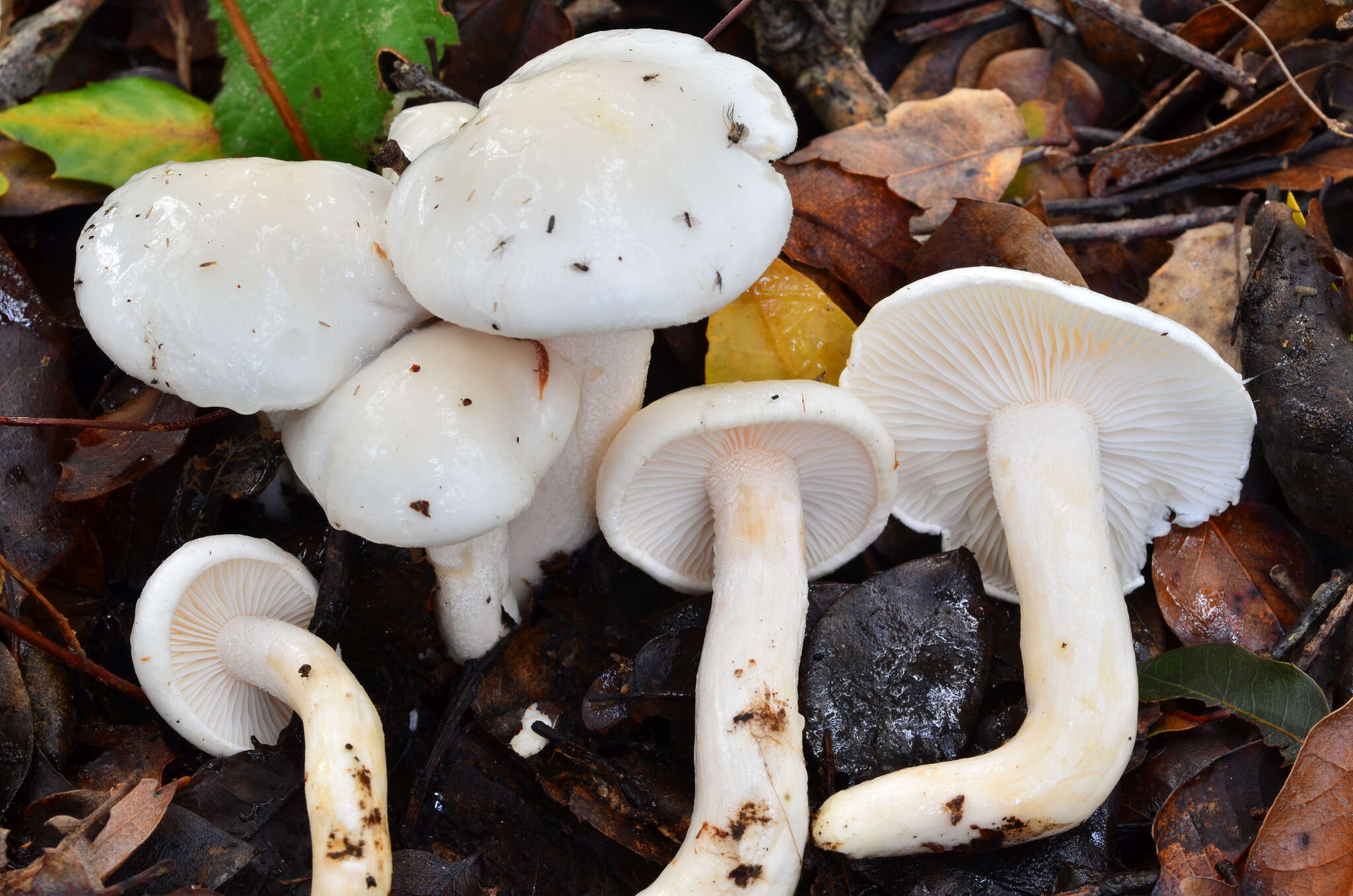 Image of Hygrophorus eburneus (Bull.) Fr. 1838