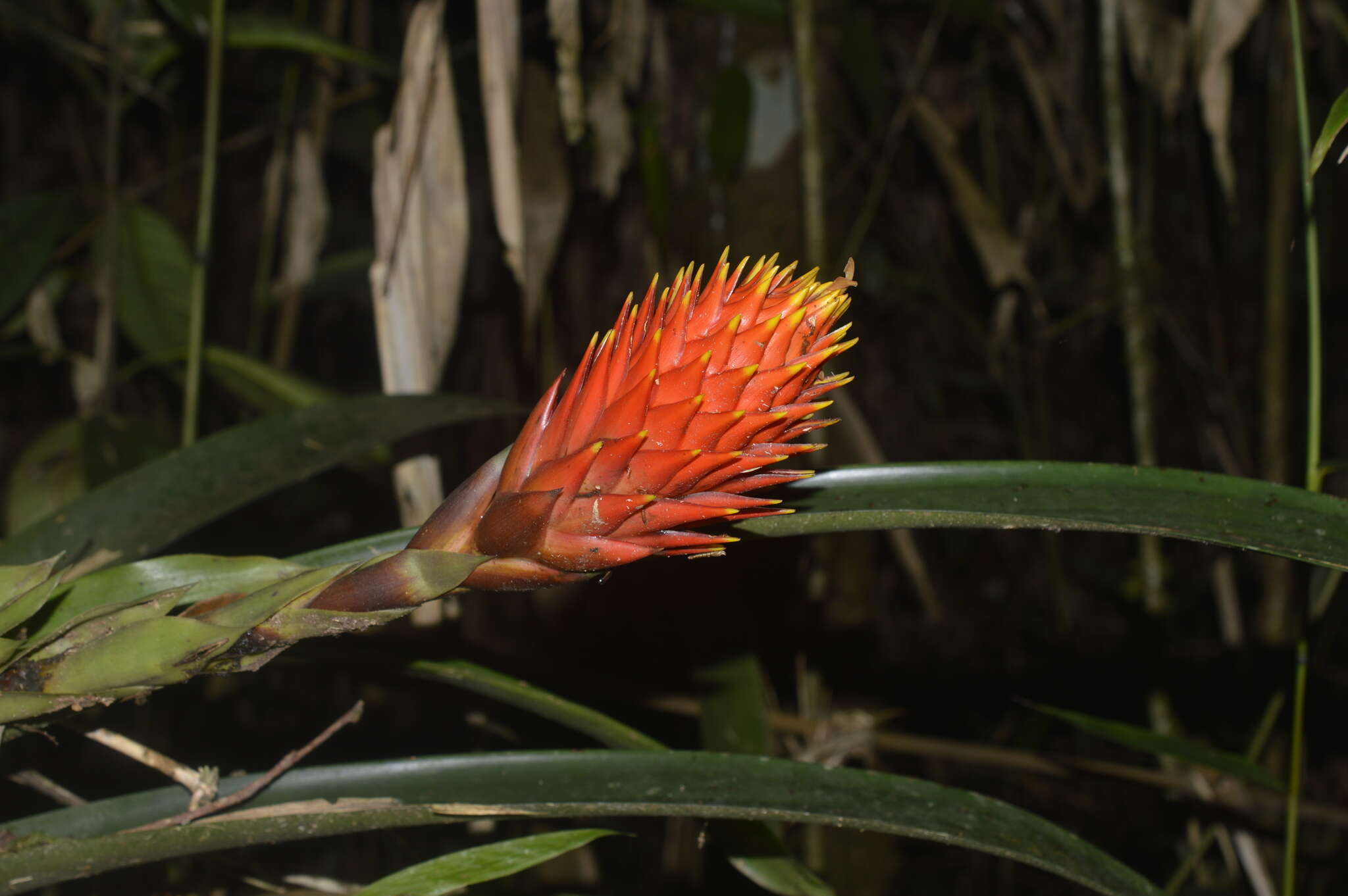 Image of Guzmania conifera (André) André ex Mez