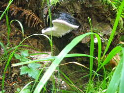 Image of Fomitopsis ochracea Ryvarden & Stokland 2008