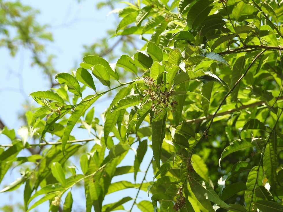 Image of Cestrum racemosum Ruiz & Pav.