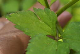 Image de Ranunculus silerifolius H. Lév.