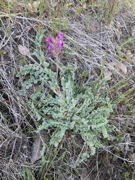 Imagem de Astragalus inflexus Douglas