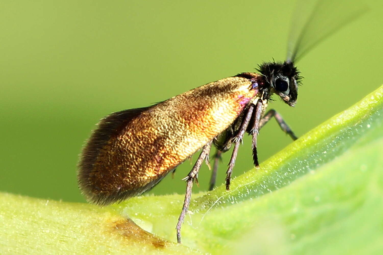 Image of Micropterix mansuetella Zeller 1844