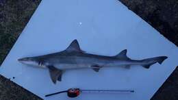 Image of Speckled Smoothhound