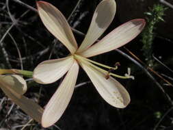 Image of Geissorhiza exscapa (Thunb.) Goldblatt