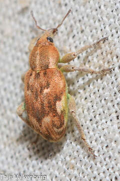 Image of Coniatus repandus