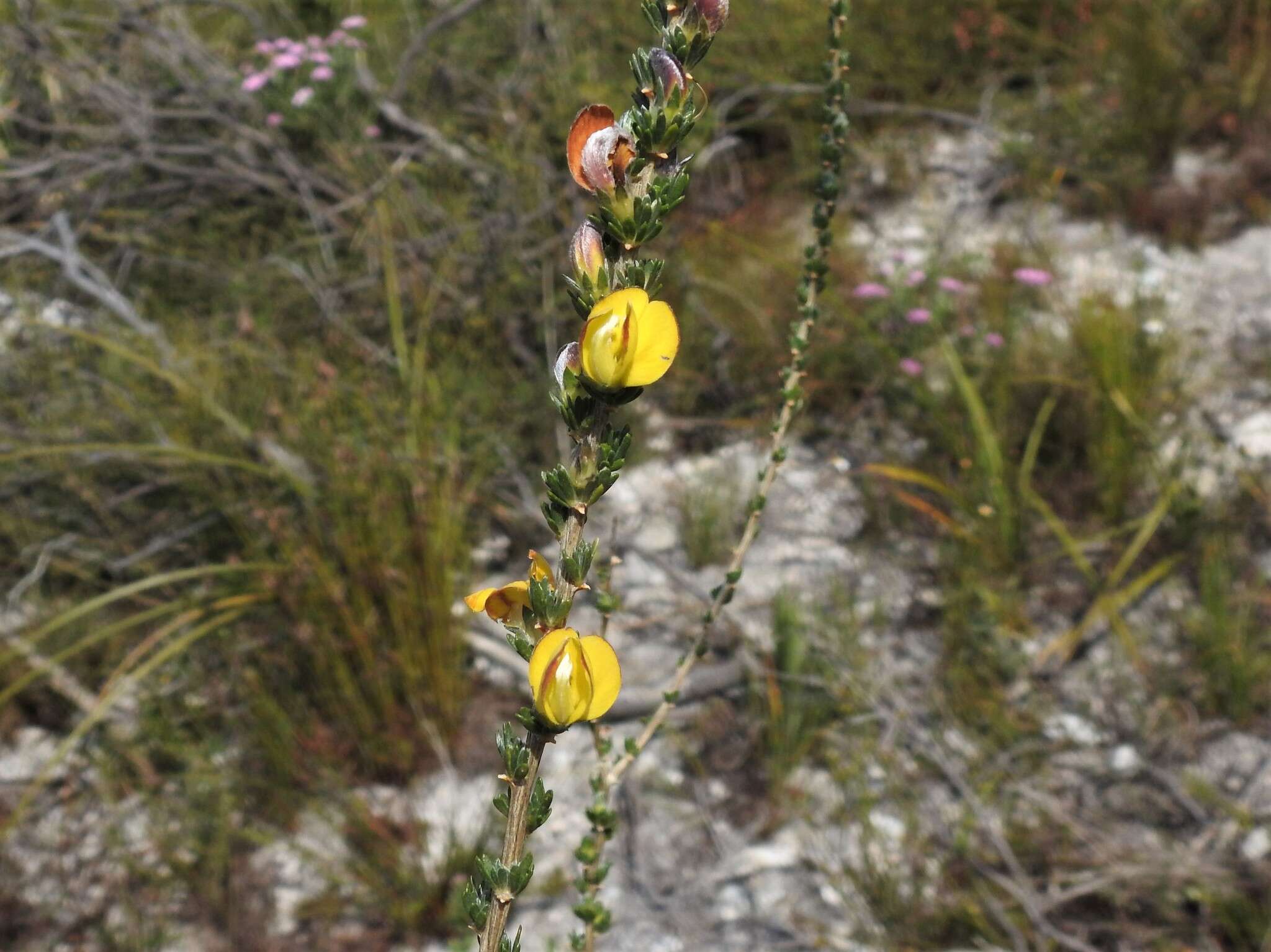 Imagem de Aspalathus oblongifolia R. Dahlgren