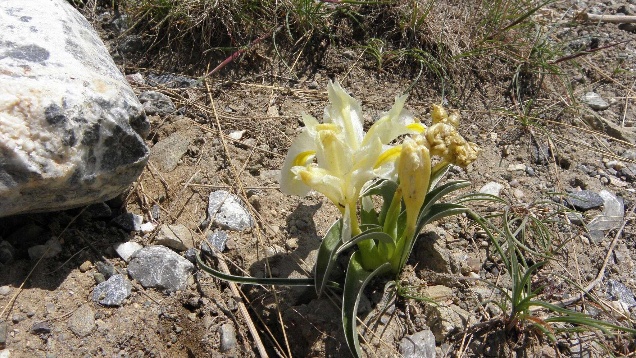 Слика од Iris caucasica Hoffm.