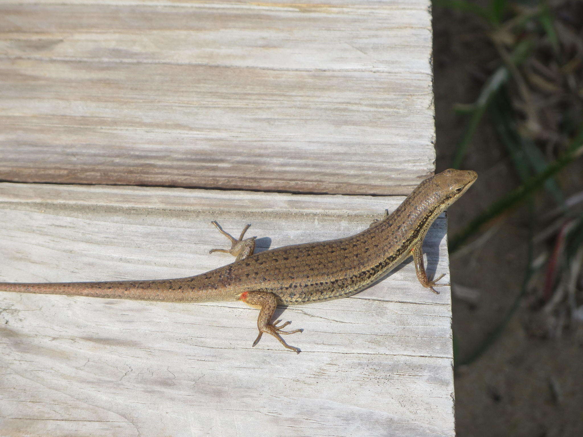 Image of Trachylepis depressa (Peters 1854)