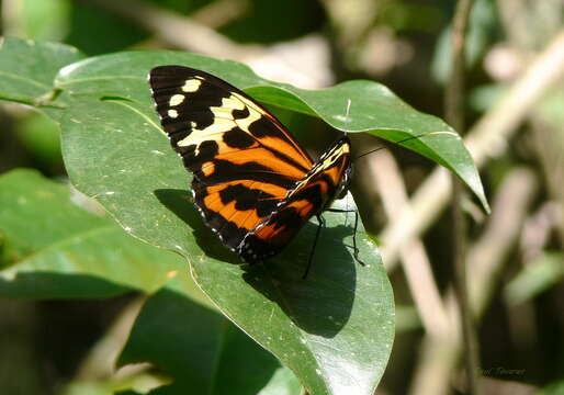 Imagem de Tithorea harmonia Cramer 1779