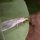 Image of Italochrysa exilis Tjeder 1966