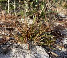 Image of cypress panicgrass